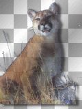 cougar 2