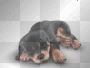 foopet