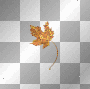 Autumn Sparkling Leaf 1