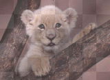 BEBE LION