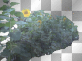 sunflowers +myates7
