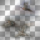 mejserr flying birds