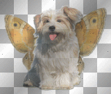BUTTERFLY PUPPY! MILADYNANCY!