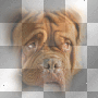 sad dog