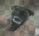 cachorro vampiro