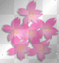 Sakura Flowers