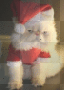 Babbo gatto