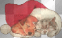 ☺xmas puppy kitten:)