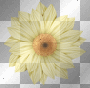 ☺©Yellow Flower®☺ ☺©Yellow Flower®☺