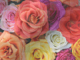 fond de roses fond de roses