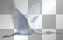WIDOCZKI WINTER TRANSPARENT BACKGROUND 