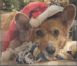 This sweet dog wish you all a Merry Christmas ♥