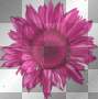 pink blue scrap kit