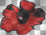 Hibiscus Red