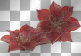 ☺©Red Poinsettas®☺