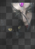 Dark e o gato Dark e o gato
