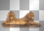 lions..