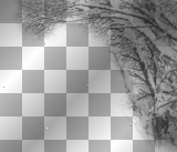 winter snow covered trees ' transparent border