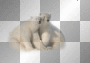 polar bears polar bears
