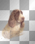  hunting dog
