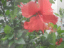 red flower