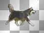Husky walking