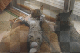 Cats Cats