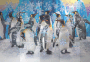 Pinguin -BT