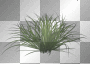 Grass
