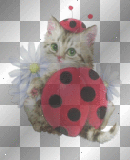 Cute Ladybug Kitten Cute Ladybug Kitten