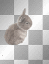 bunny