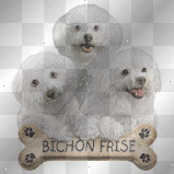 Bichon Frise Puppies