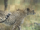 Cheetah