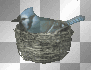 Blue jay Nesting Small Blue jay Nesting Small