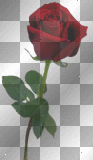 RED ROSE B75 RED ROSE B75