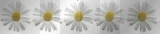 Blumen