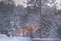 Winter in Woodland Park wit a Handsome Fox