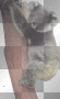 Koala In Tree