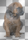 Cute Puppy 1