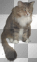 Siberian cat:-)