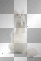white cat