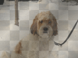 My SweeTyy Doggy Names JoLie! [Priivat by Sis-123]