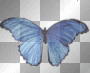 blue butterfly animated
