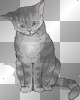 Katze sitzt