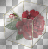 rose box