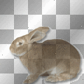 Hopping Rabbit AT