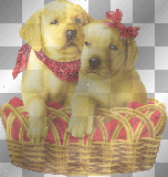 Cute Dogs