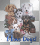 I love dogs!