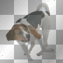 verspielter Beagle