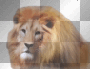 Lion Sides Faded